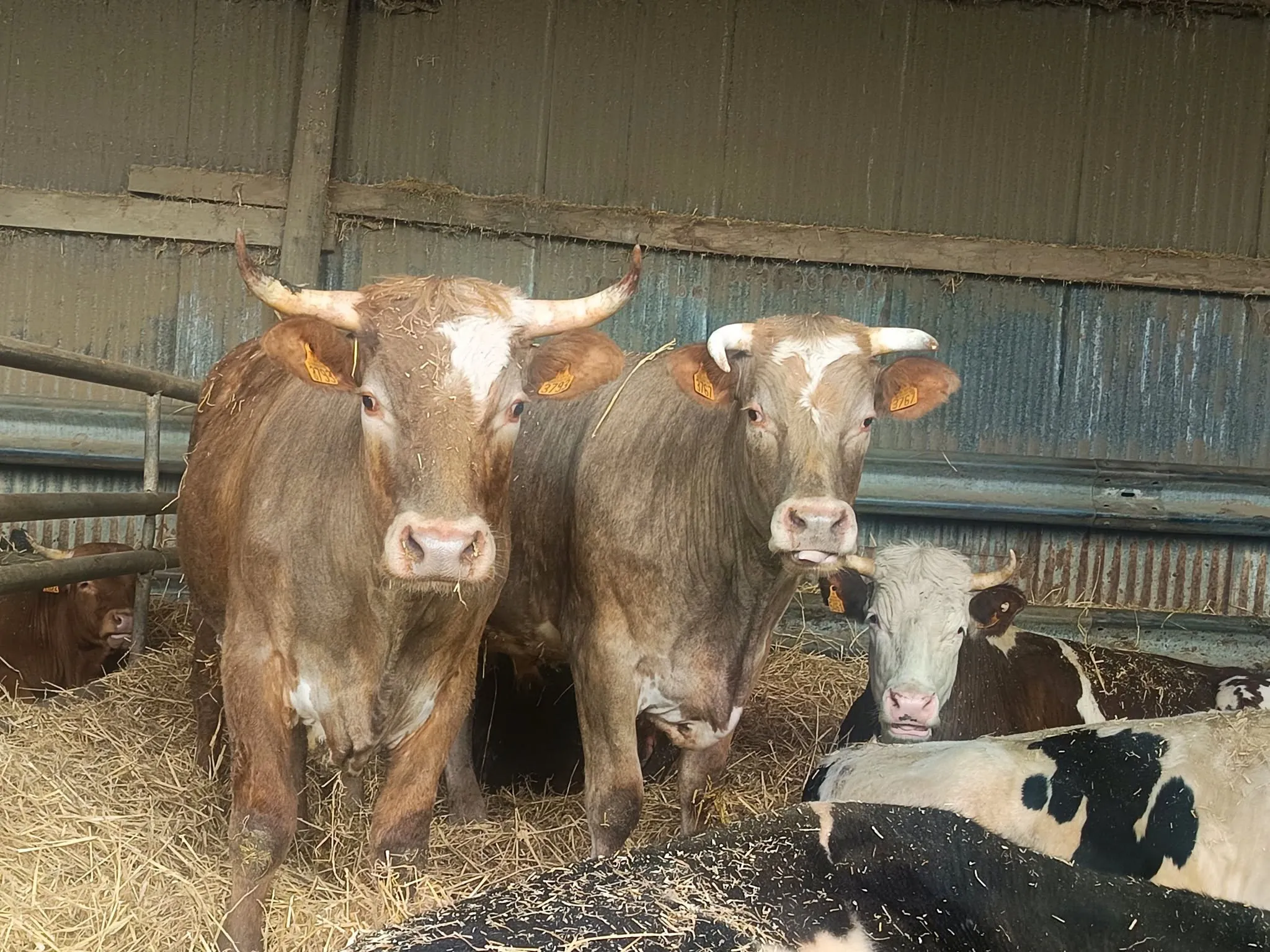 Bovins dans l'étable de la ferme