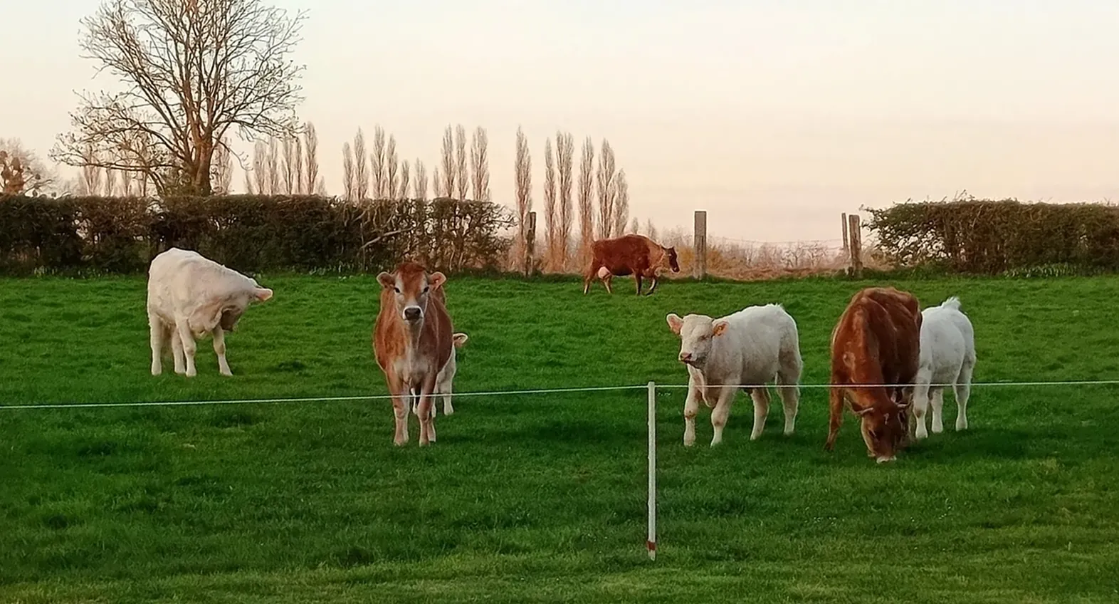 Vaches paissant dans un pré vert au coucher de soleil